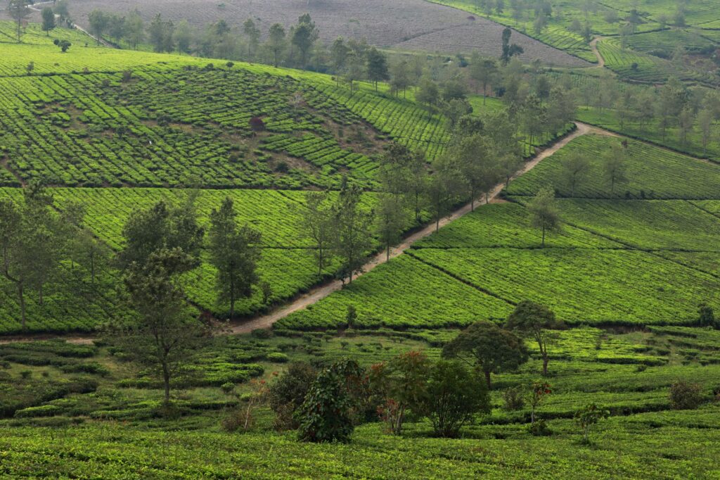 UPSSSC JE Agriculture Recruitment