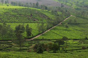 UPSSSC JE Agriculture Recruitment